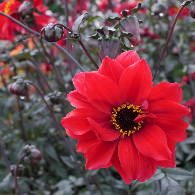 Hovedbilde Dahlia Bishop of Llandaff 