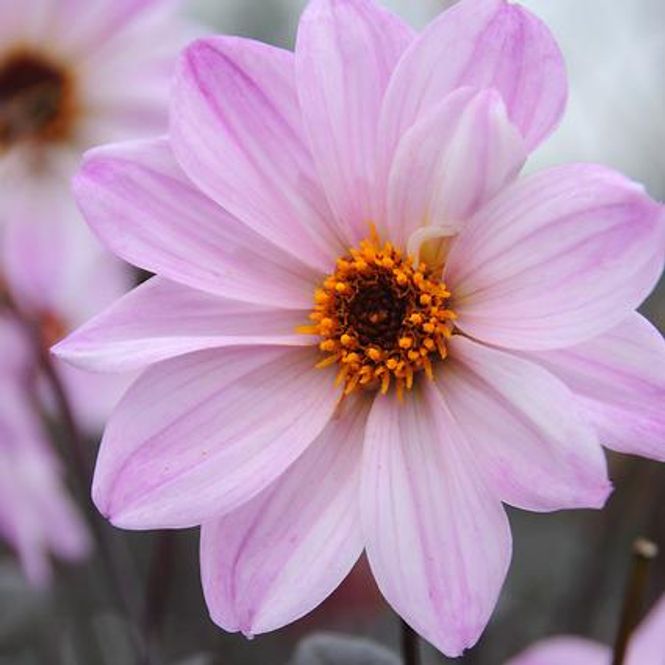 Hovedbilde Dahlia Bishop of Leicester 