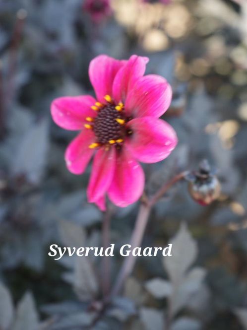 Hovedbilde Dahlia Dracula Nyhet 2027