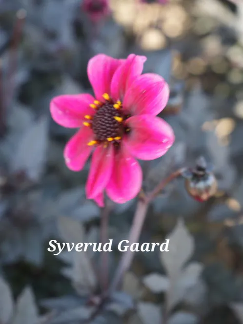 Hovedbilde Dahlia Dracula Nyhet 2027
