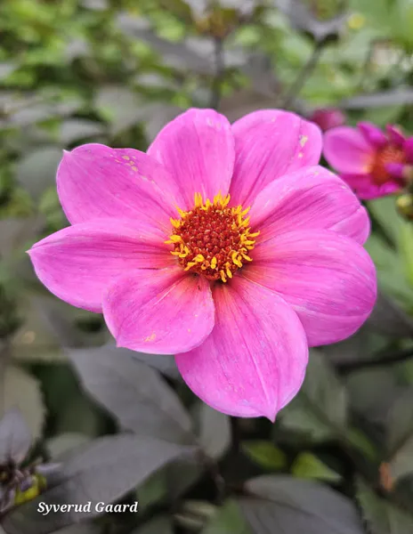 Hovedbilde Dahlia Hs Juliet 