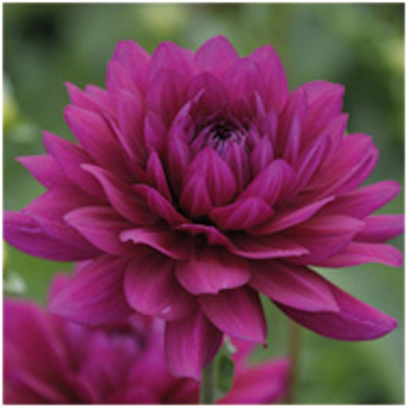 Dahlia Berner Oberland