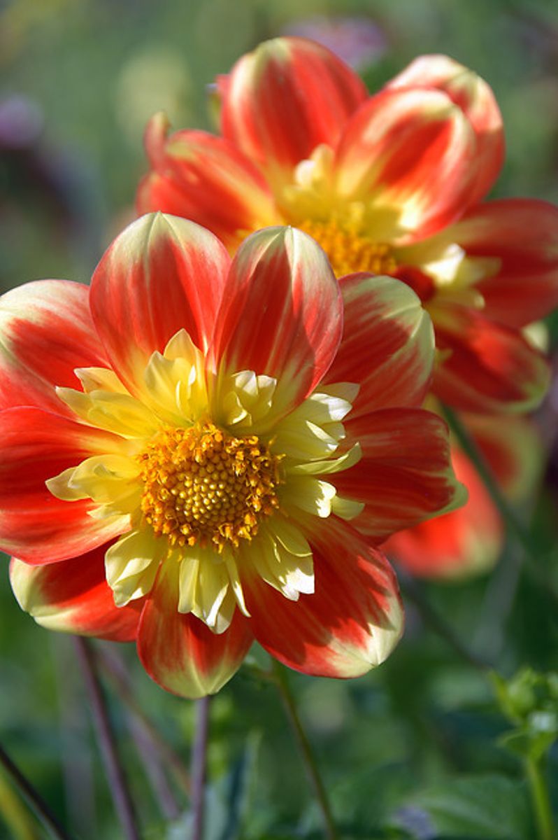Dahlia Pooh