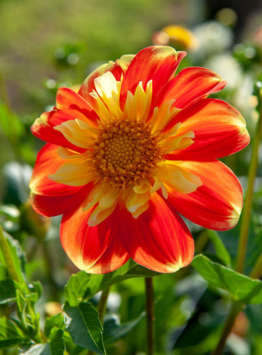 Dahlia Pooh