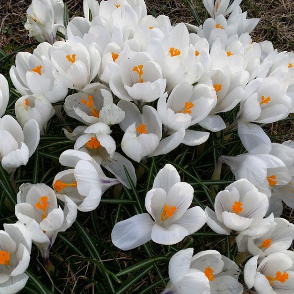 Crocus Jeanne d'Arc ( Vernus) 10 pakk