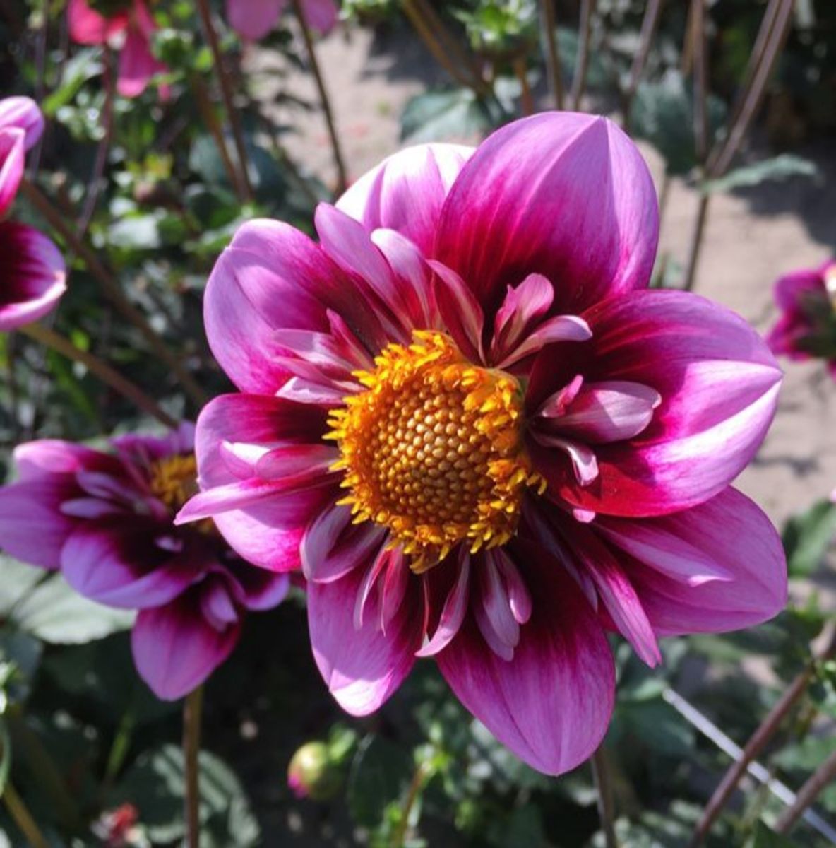Dahlia Liquid Desire 