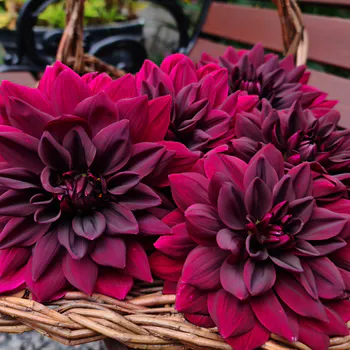 Hovedbilde Dahlia Vannlilje