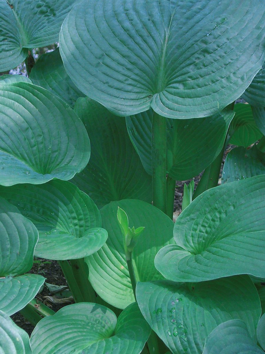 Hosta Jurassic Park 1 stykk Nyhet