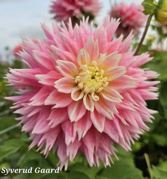 Hovedbilde Dahlia Fimbriata