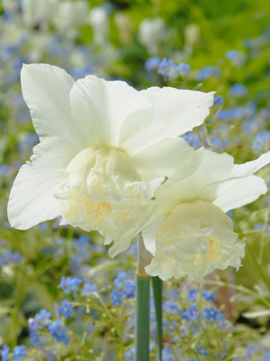 Narcissus White Marvel 5pakk 