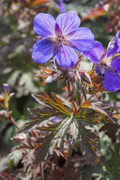 Hovedbilde Geranium Himalayense Kaya 