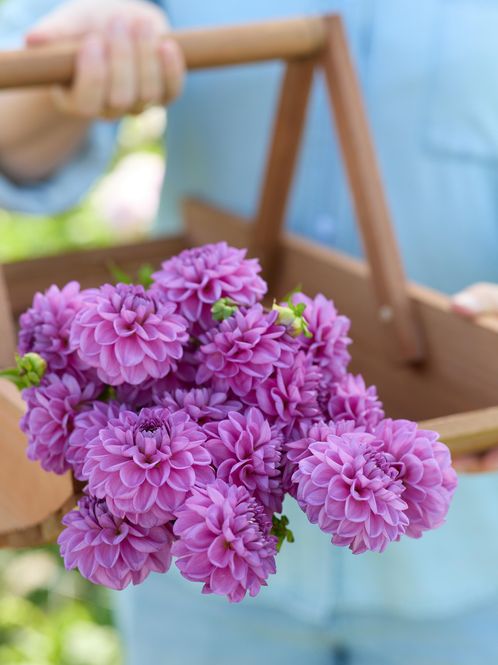 Hovedbilde Dahlia Gipsy Lady Nyhet 2027