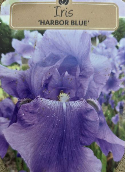Hovedbilde Iris Germanica Harbor Blue