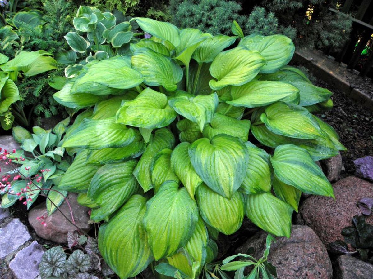 Hosta Guacamole 1 stykk Nyhet