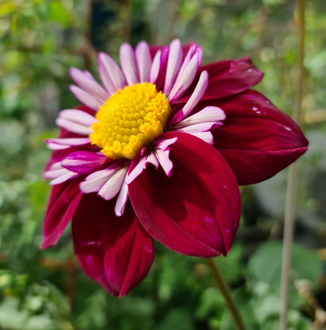 Hovedbilde Dahlia Joyfull Investmen