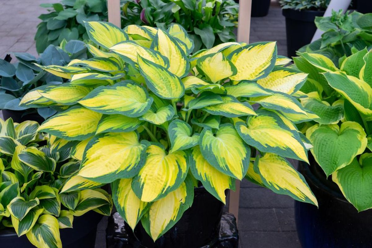 Hosta Forbidden Fruit 1 stykk Nyhet