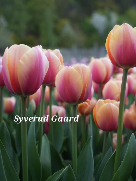 Hovedbilde Tulipan Marit 8 stykk