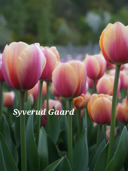 Hovedbilde Tulipan Marit 8 stykk