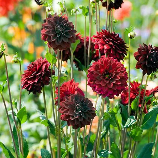 Hovedbilde Dahlia Arabian Night