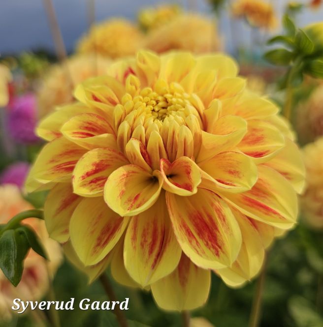 Hovedbilde Dahlia Cape Town