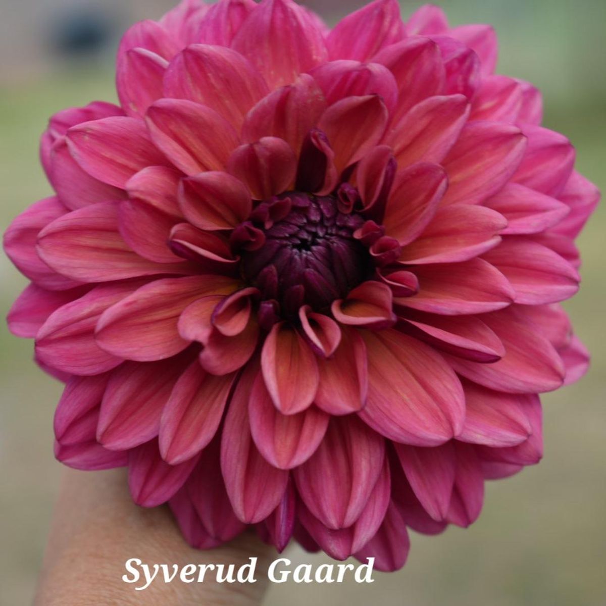 Dahlia Arit Anderson/Klara Zak Nyhet 2025