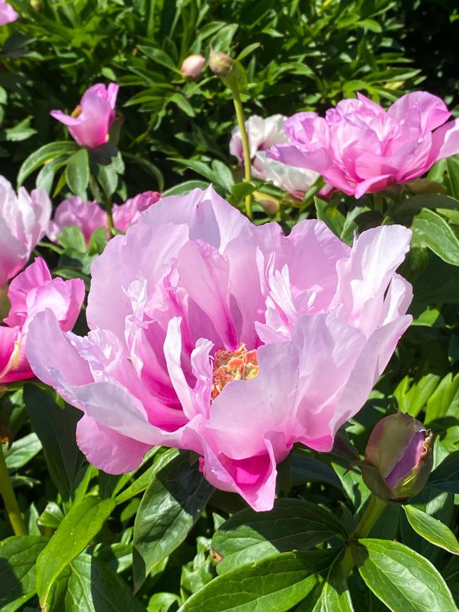 Paeonia Itoh First Arrval Nyhet