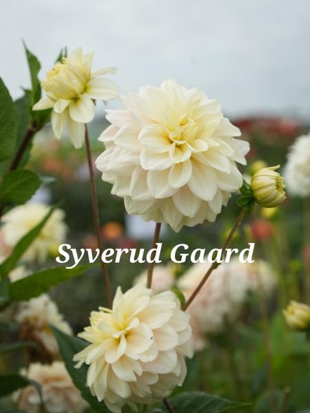 Hovedbilde Dahlia White Corner Nyhet 2026