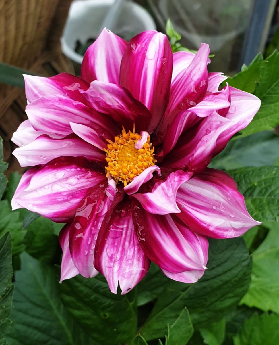 Dahlia Edge of Joy 
