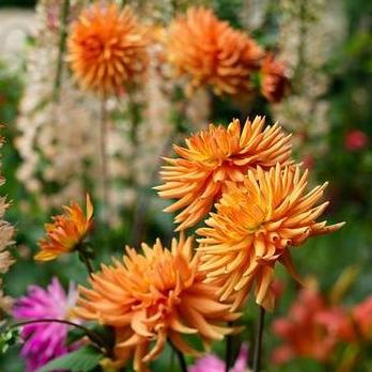 Dahlia Ludwig Helfert 