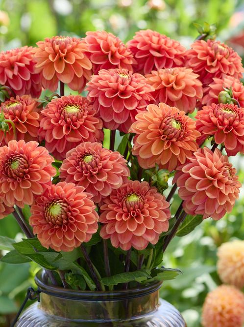 Hovedbilde Dahlia Orange Fox Nyhet 2027
