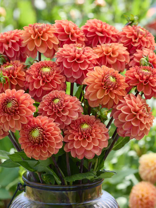 Hovedbilde Dahlia Orange Fox Nyhet 2027