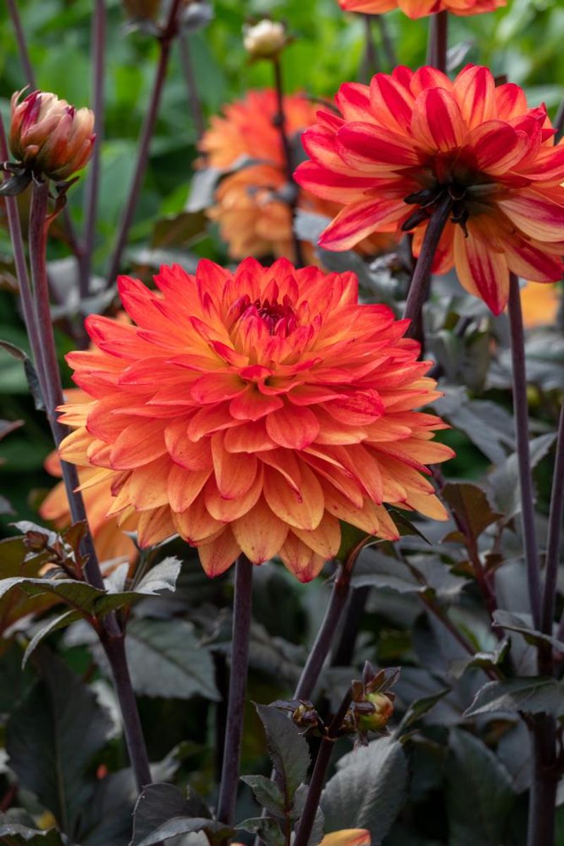 Dahlia Candlelight Amberglow Nyhet 2026