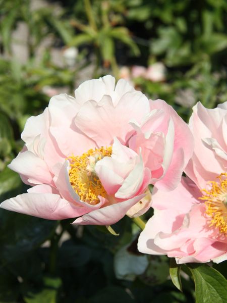 Hovedbilde Paeonia Salmon Chiffon Nyhet