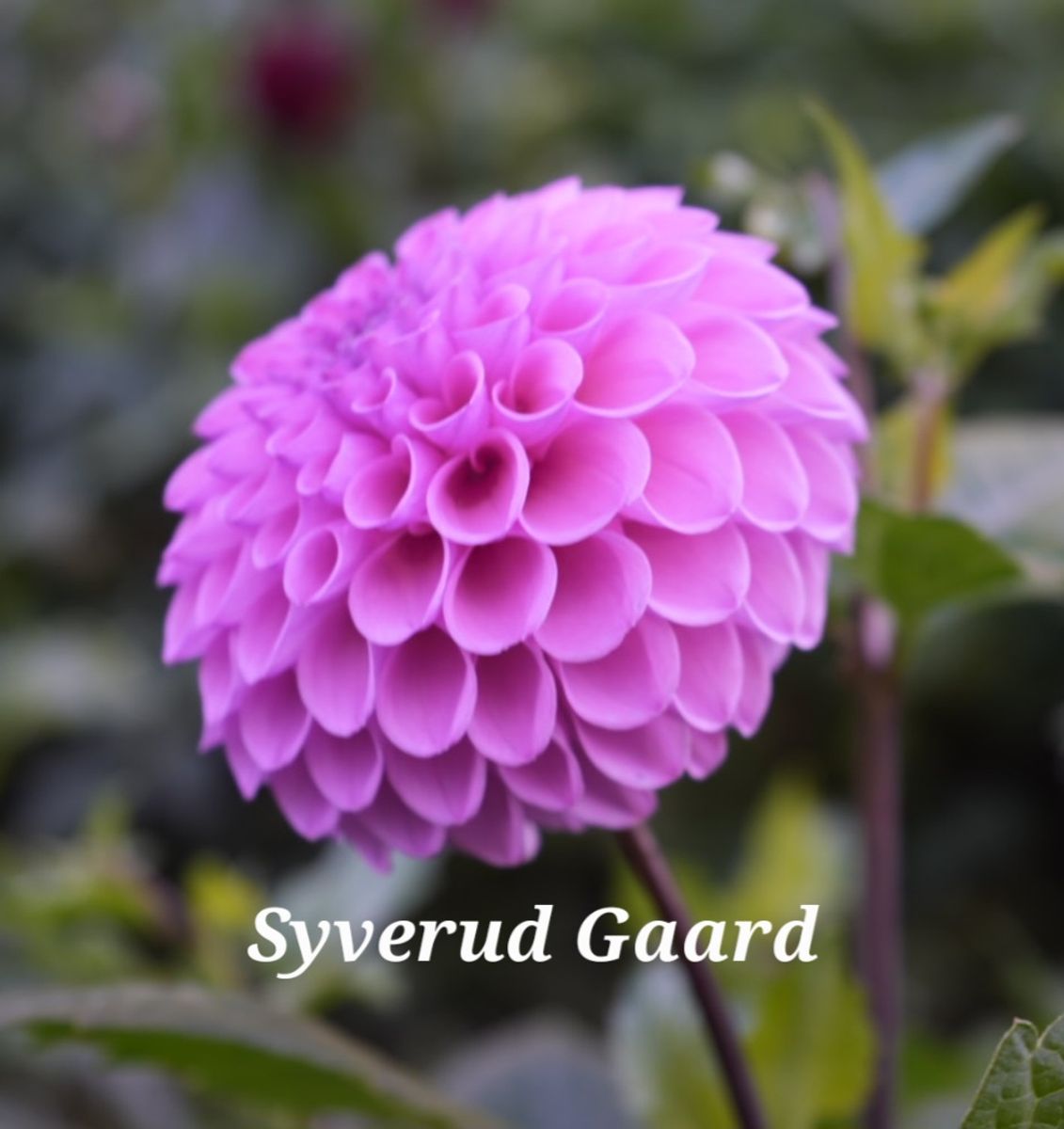 Dahlia Robann Regal 