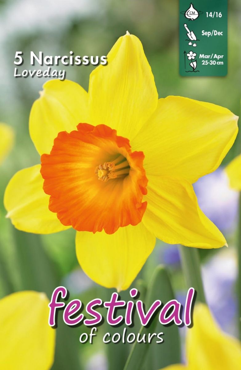 Narcissus Loveday 5 stykk