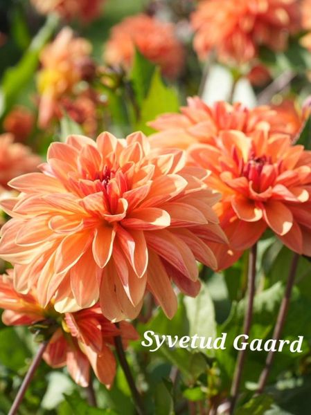 Hovedbilde Dahlia Blitzer Nyhet 2026