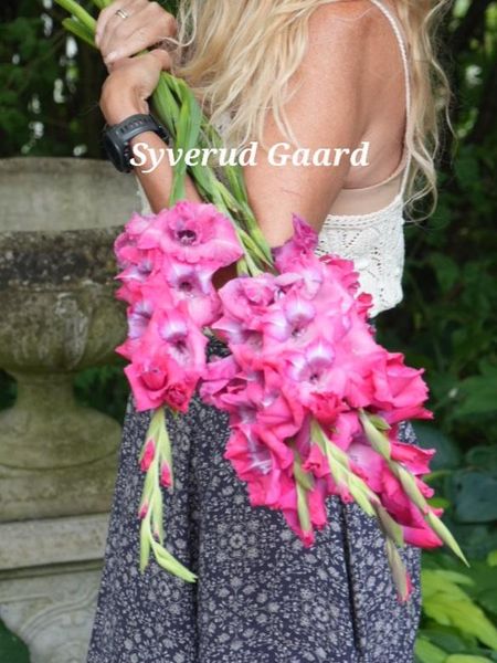 Hovedbilde Gladiolus Lumiere 10 stykk