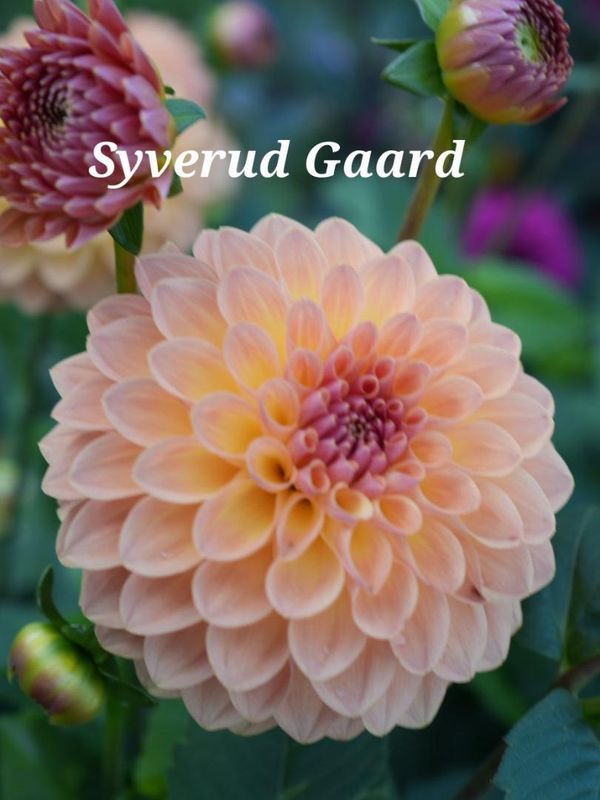 Dahlia Orange Breeze  