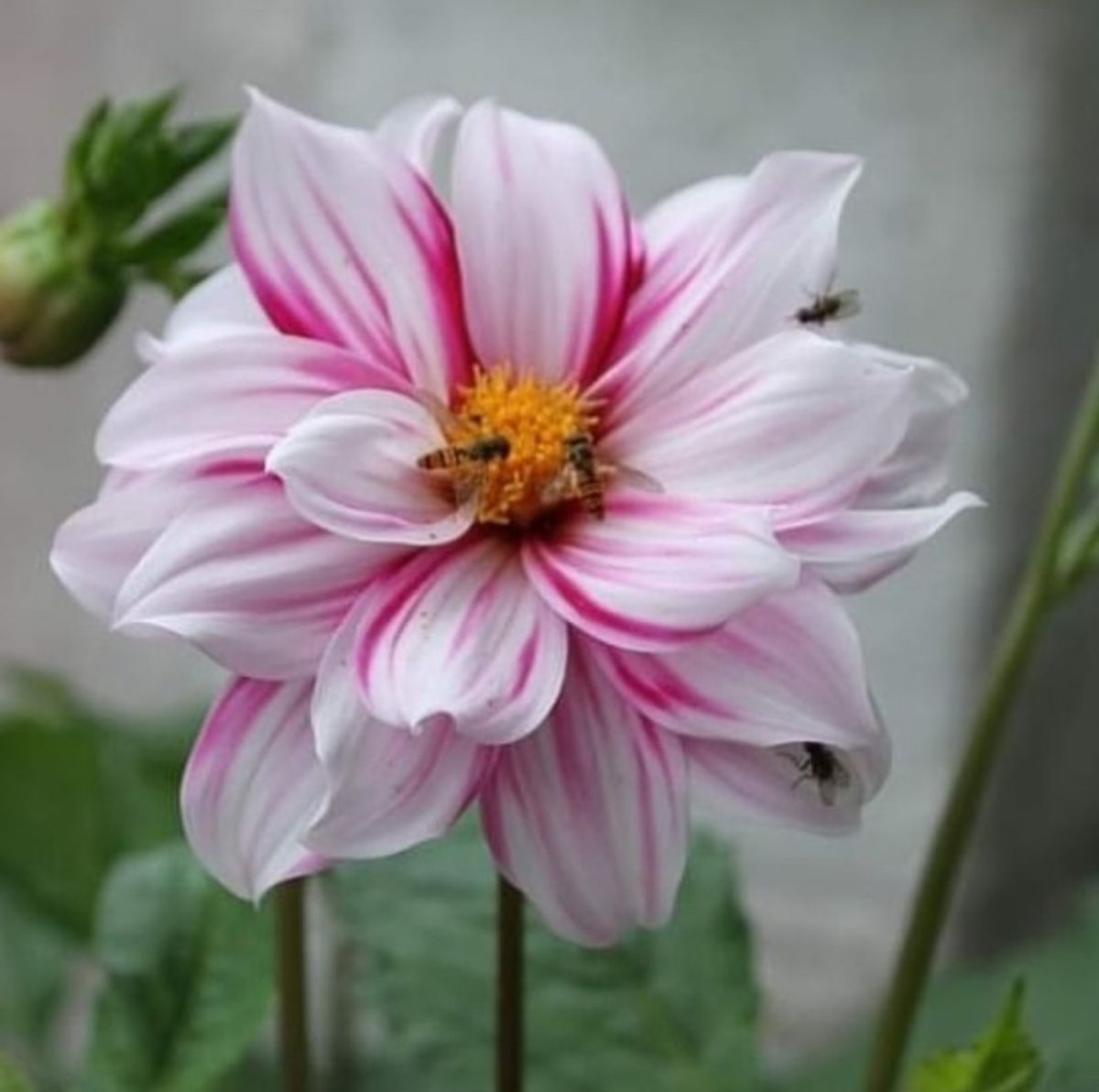 Dahlia Edge of Joy 
