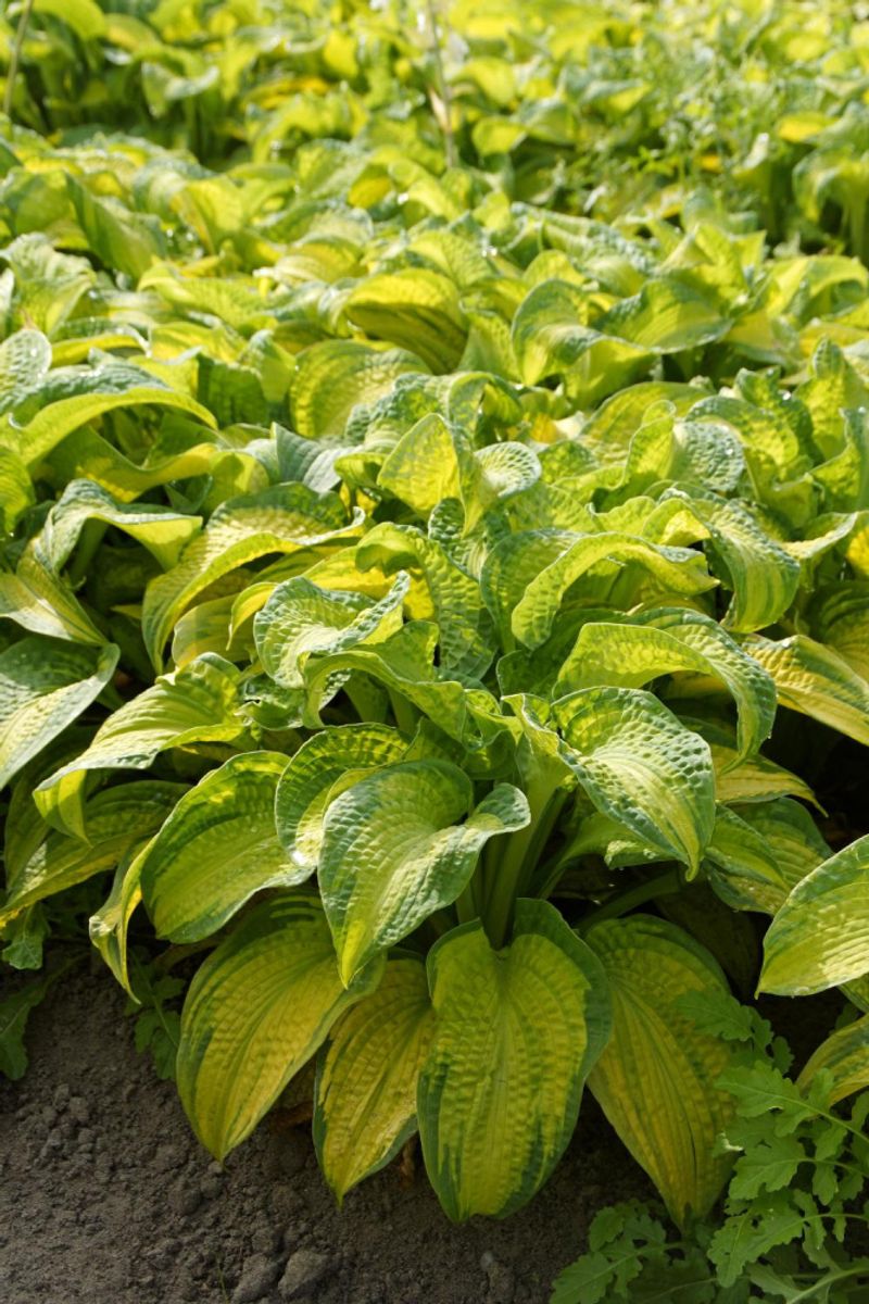 Hosta Brother Stefan 1 stykk