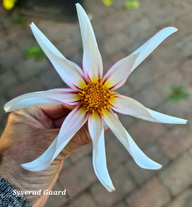 Hovedbilde Dahlia Honka Fragile 