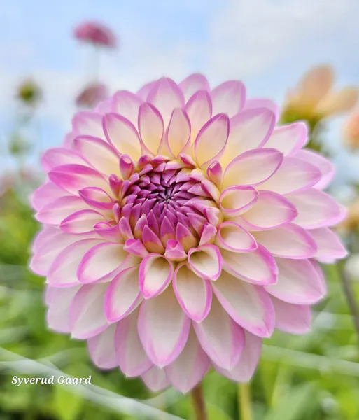 Hovedbilde Dahlia Arbatax 