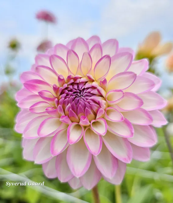 Hovedbilde Dahlia Arbatax 