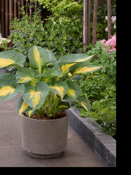 Hovedbilde Hosta Smash Hit 1 stykk Nyhet