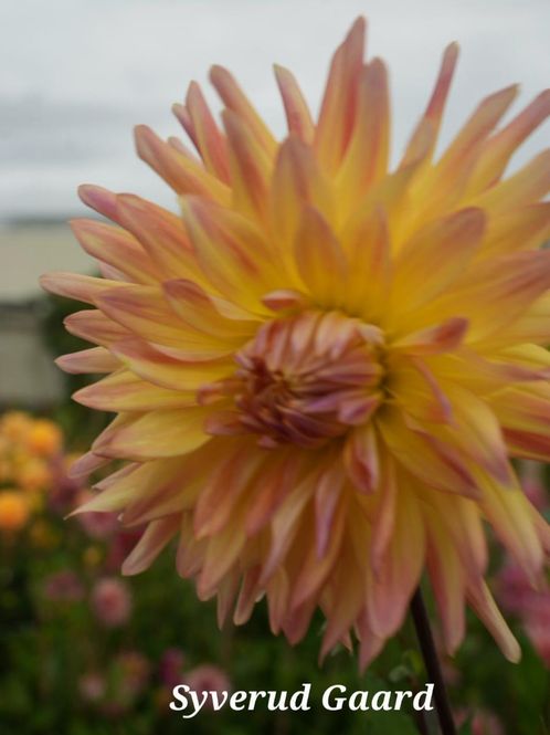 Hovedbilde Dahlia Cabana Banana Nyhet 2027