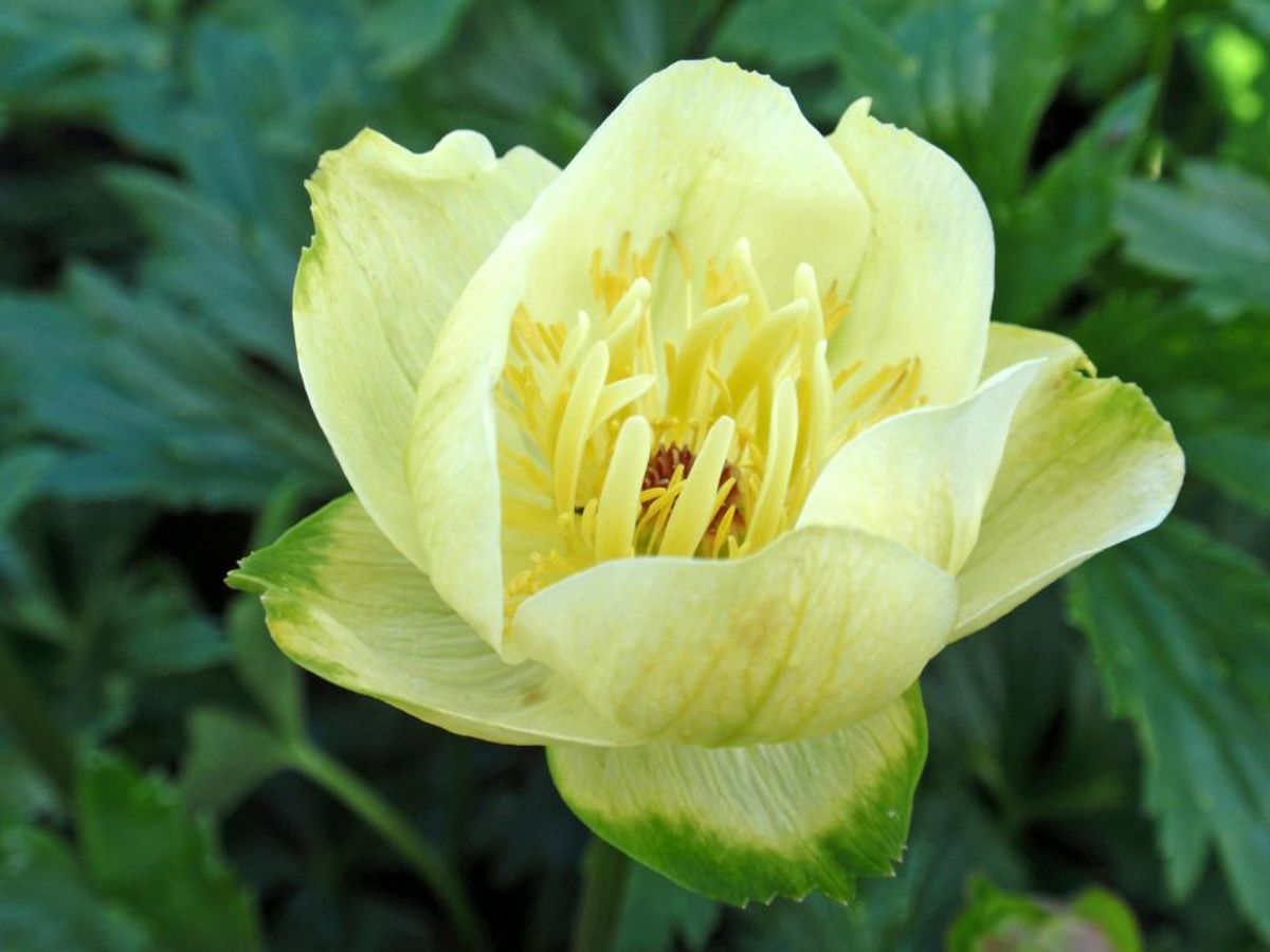 Trollius Alabaster 1 stykk 