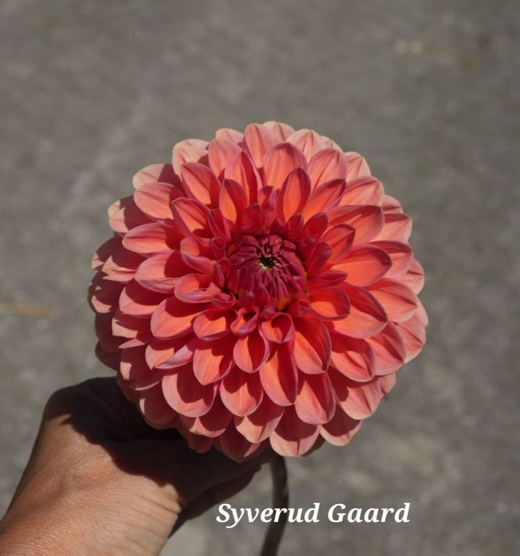Dahlia Orange Breeze  