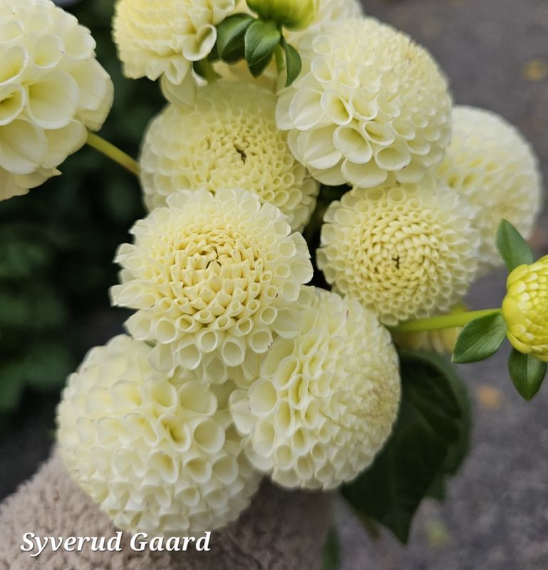 Dahlia Small World 