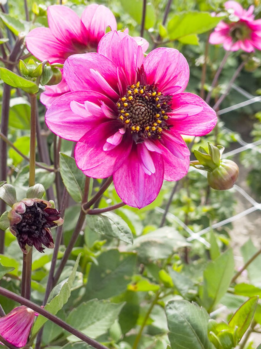 Dahlia Skyfall 