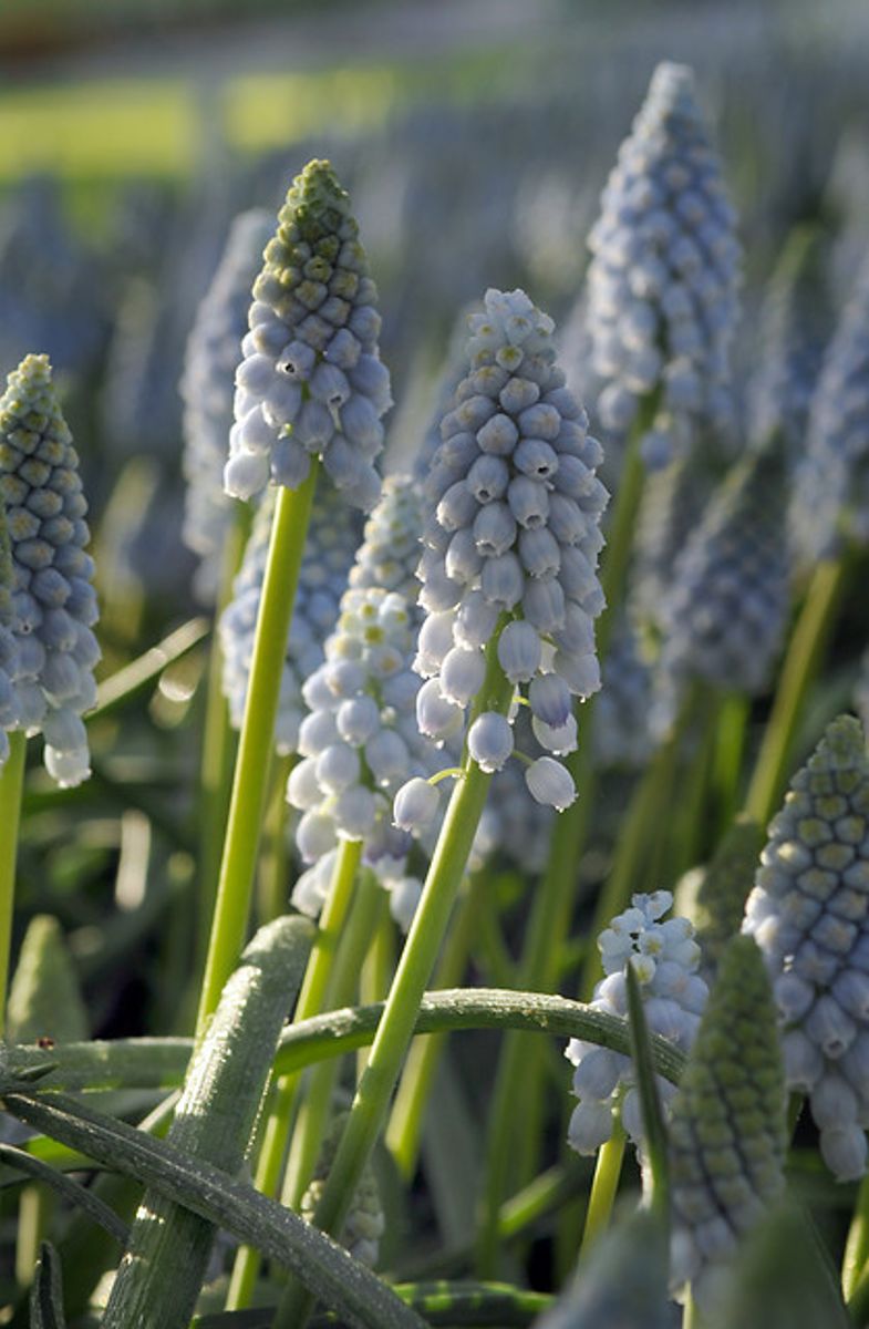 Muscari Valerie Finnis 10 stykk 